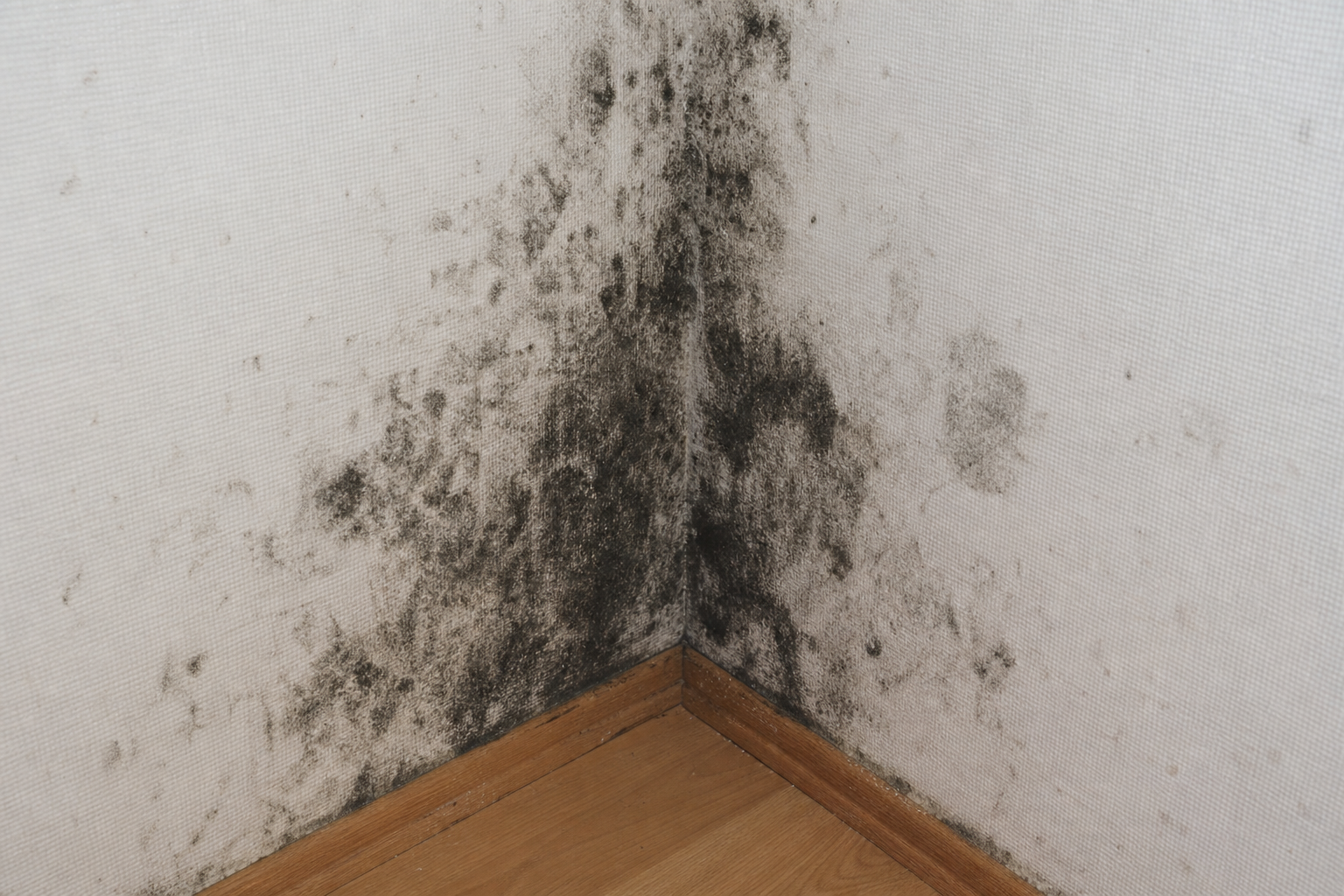 Schwarzschimmel in einer Wandecke